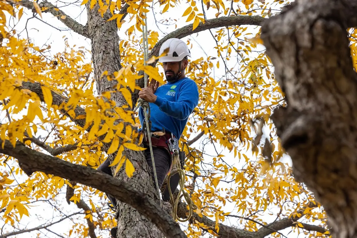 Skilled Tree Pruning crew working in Fort Knox